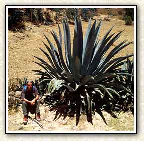 Cactus gant prs de Huaraz